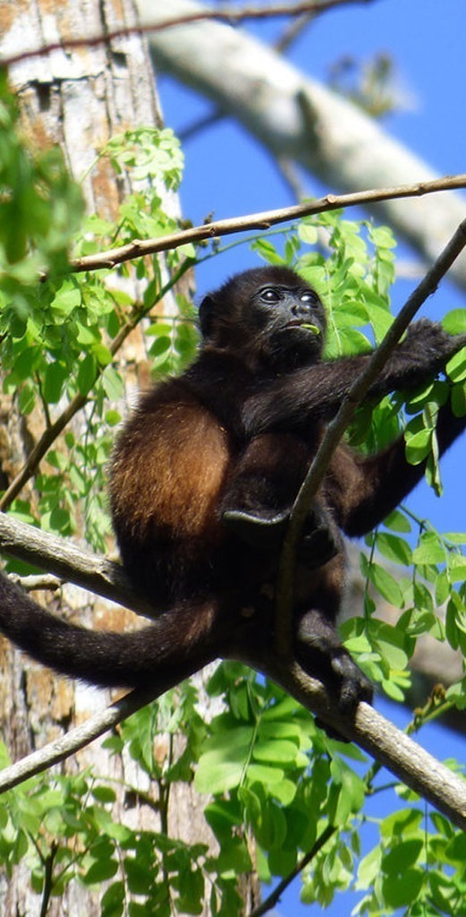 Costa Rica Vacations Spotting Exotic Species in Costa Rica: Why the Southern Nicoya Offers the Best Animal Photo Opportunities for your Vacation