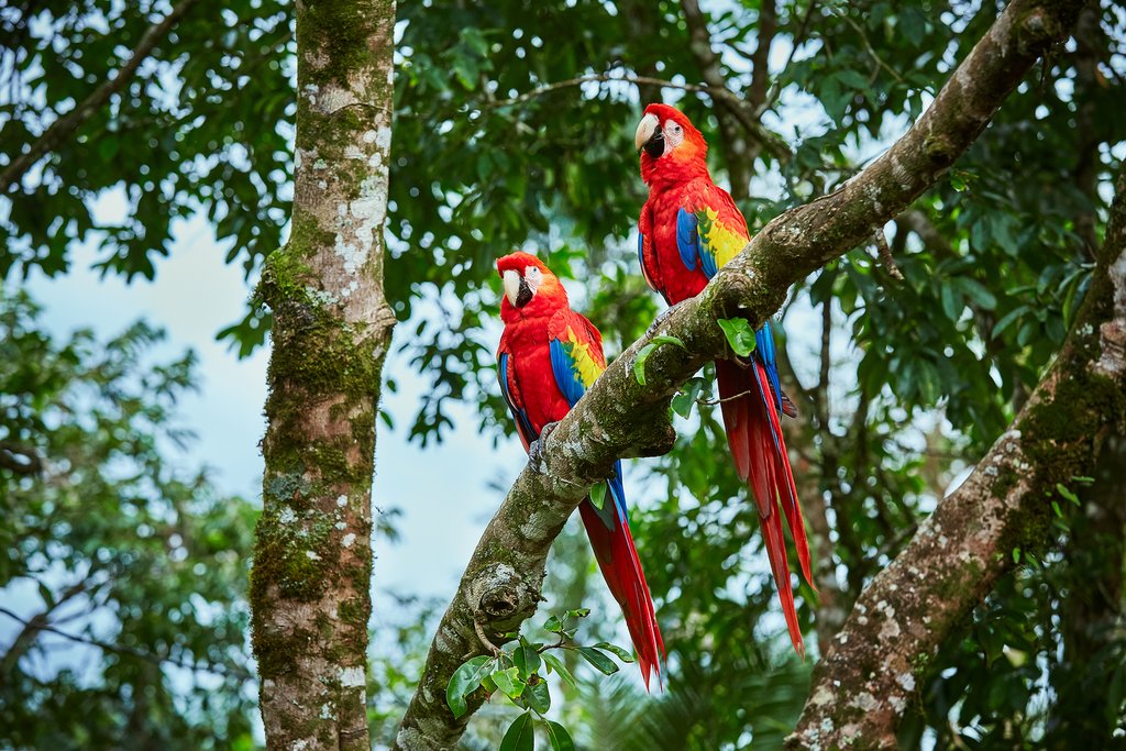 Costa Rica Vacations Spotting Exotic Species in Costa Rica: Why the Southern Nicoya Offers the Best Animal Photo Opportunities for your Vacation